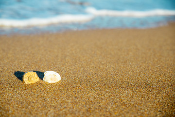 shells on the sand in the sea wave