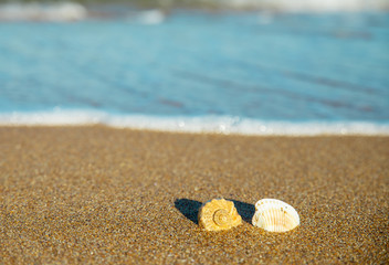 shells on the sand in the sea wave