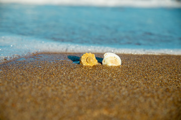 Fototapeta na wymiar shells on the sand in the sea wave