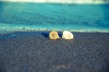 shells on the sand in the sea wave