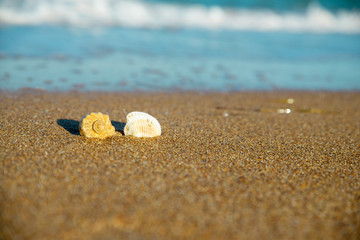 shells on the sand in the sea wave