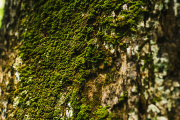 Obraz premium Green moss on tree trunk.