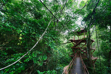 Canopy Walkway in Peninsular Botanical Garden (Thung Khai), Trang province, Thailand.
