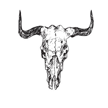 Skull of bull with horns, hand drawn ink doodle, sketch, vector outline illustration