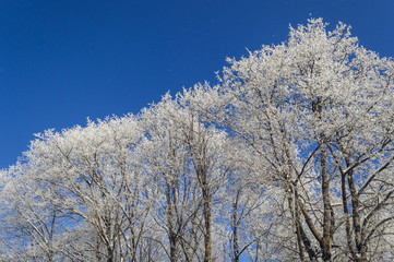 Trees in the frost