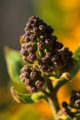 Unblown flower of bush