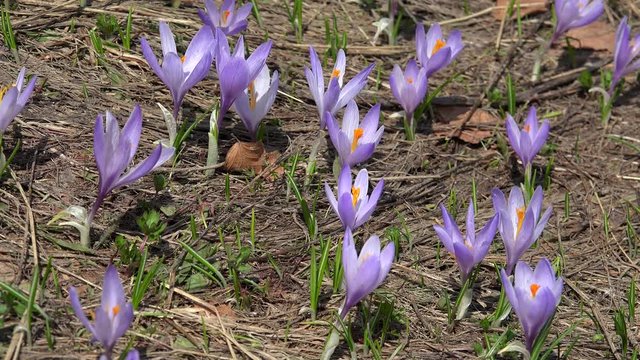 Field of purple Crocus vernus at spring. Durmitor NP