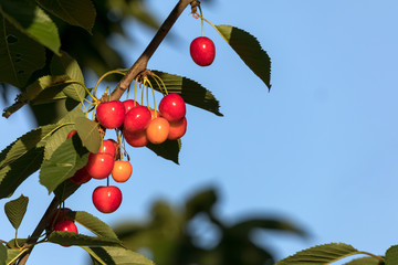 Rote Süßkirschen am Baum mit Laub