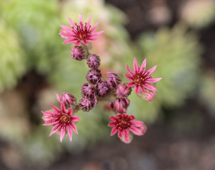 Fototapeta premium Common Houseleek (Sempervivum tectorum) flower, also known as Hens and Chicks