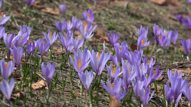 Field of purple Crocus vernus at spring. Durmitor NP