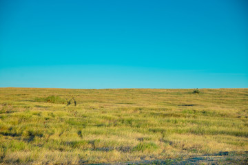 Fototapeta premium yellow grass meadow against blue clear sky