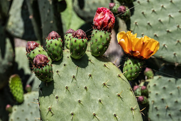 View of the beautiful public Paloma Park (Parque De La Paloma) in Benalmadena. Cactus garden. Benalmadena - most popular holiday towns on the Costa Del Sol. Andalusia, Spain.