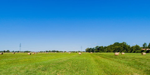 Heuernte verarbeitet zu Rundballen auf einem Feld