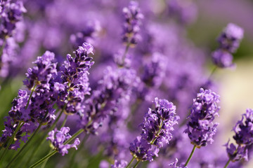 Naklejka premium kwitnąca fioletowa lawenda z pszczołami