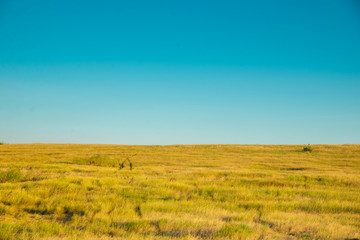 Obraz premium yellow grass meadow against blue clear sky