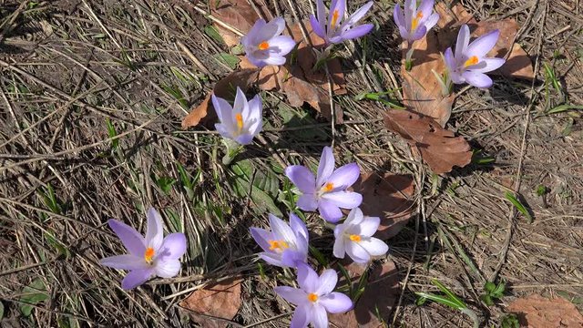 Field of purple Crocus vernus at spring. Durmitor NP