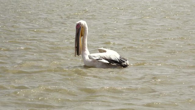 Pelican fishing and eating - Djoudj National park, Africa, Senegal