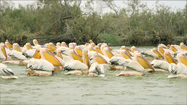 Many pelicans fishing and eating - Djoudj National park, Africa, Senegal