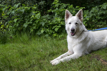 White swiss shepherd dog in a green meadow.