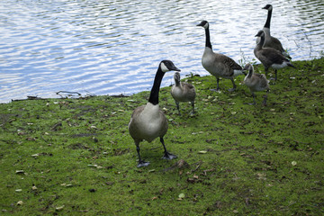 Canadian geese family by the lake in the forest