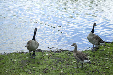 Canadian geese family by the lake in the forest