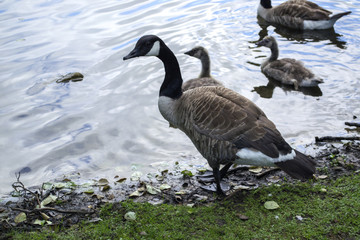 Canadian geese family by the lake in the forest
