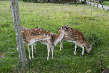 Naklejka na ściany i meble Young deers in the farm. Countryside life.