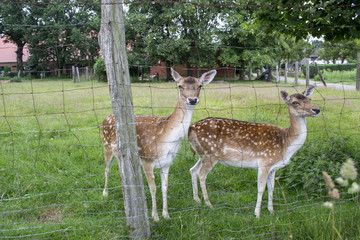 Young deers in the farm. Countryside life.