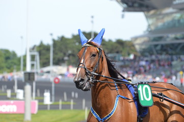Obraz premium cheval de courses