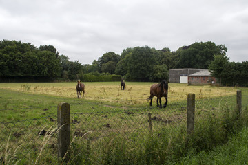 A horses in the pasture. The horse-breeding farm. Countryside life. 