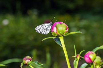 Butterfly with white wings sitting on bud of peony