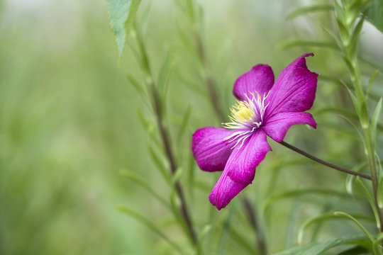 Fototapeta Close-up of big beautiful bright purple fully blooming flower lit by sun on blurred green summer background. Beauty and tenderness of nature concept.