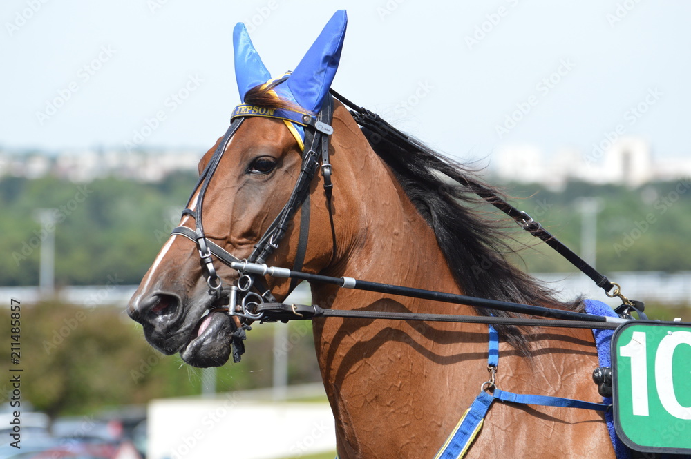 Poster cheval de courses