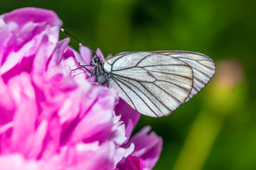 Butterfly with white wings sitting on peony