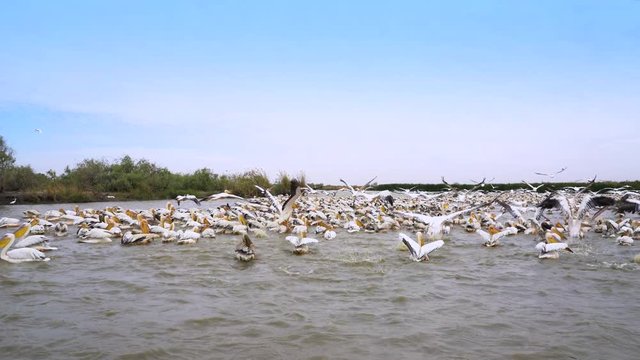 Many pelicans fishing and eating - Djoudj National park, Africa, Senegal
