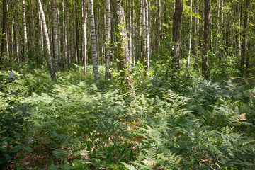 Rare natural oak forest with bracken fern undergrowth