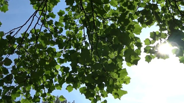 Blauer Himmel im Spreewald