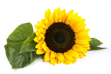 Close up of a beautiful sunflower in bloom with green leaves isolated on white background