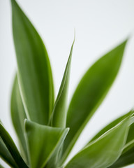 アガベアテナータ