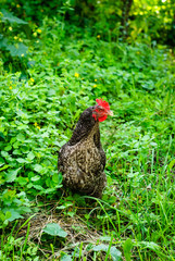 Gray hen walking in the grass on the farm