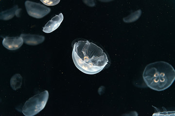 Jellyfish or Rhizostoma pulmo floating in deep blue water