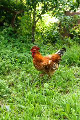 One beautiful rooster in the green grass