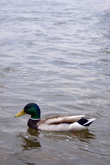 duck