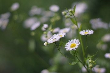 Bellis perennis © Alberto