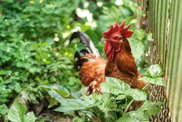 One beautiful rooster in the green grass