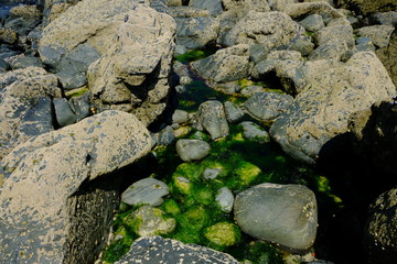stones with green seaweed