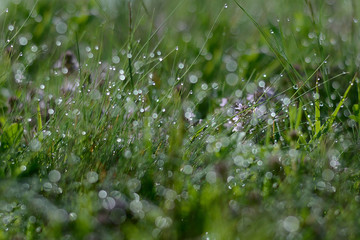 Fresh green spring grass with dew drops closeup. A beautiful bokeh background.