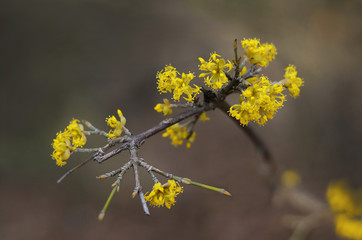 Beautiful blooming branch of a shrub in yellow. Birth a new nature life, sign of spring. Beautiful bokeh background.