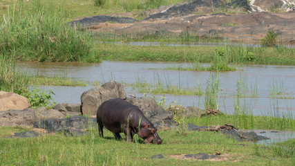 Flusspferde in Afrika