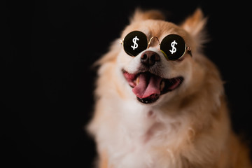 Obraz premium cute dog chihuahua with brown hair wear round sun glasses on black background